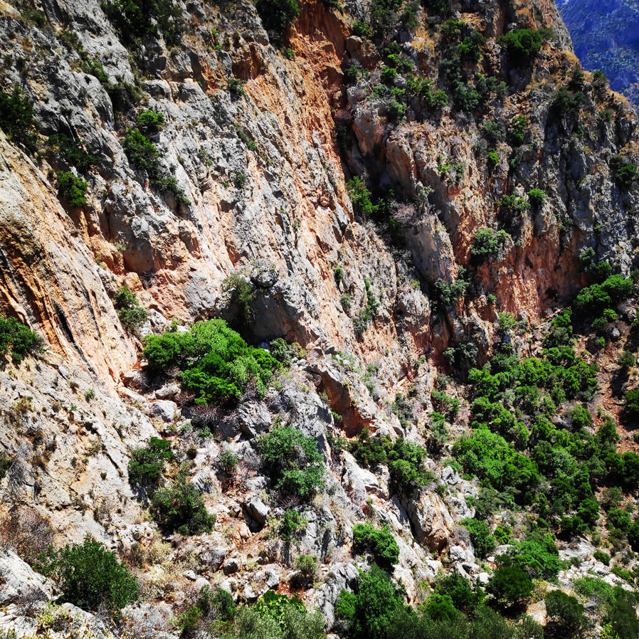 Climbing_Leonidio_Mignonette_072424_966