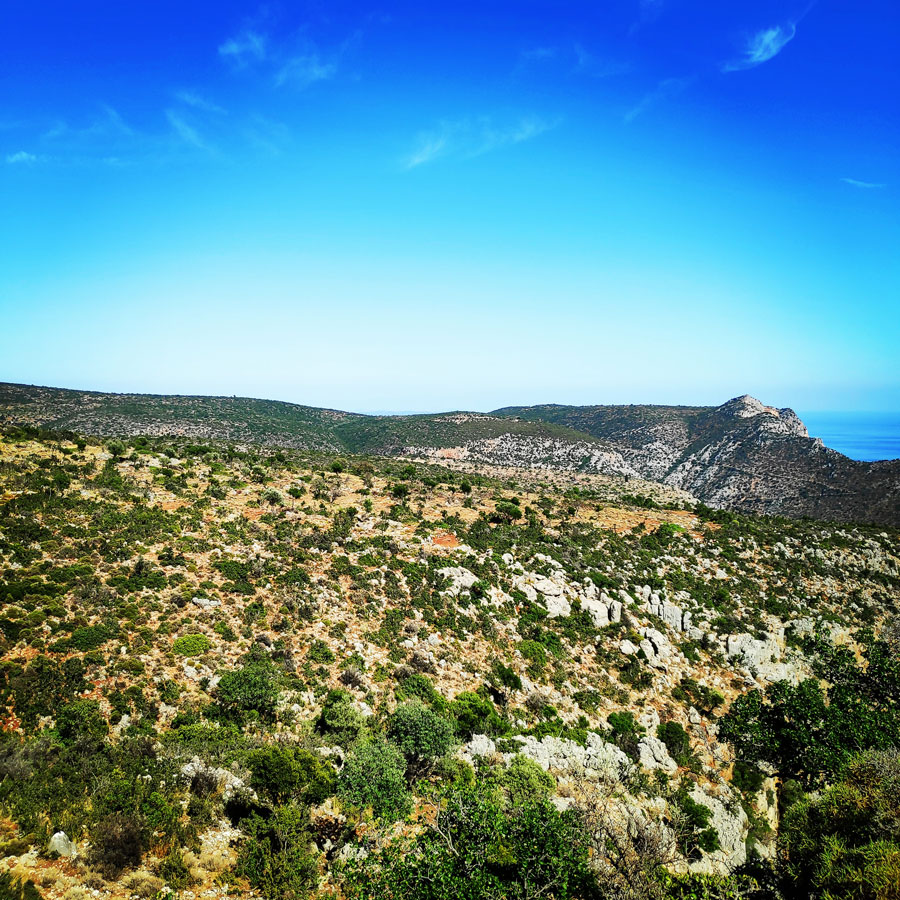 Climbing_Leonidio_Mignonette_072539_634