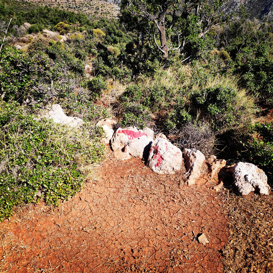 Climbing_Leonidio_Mignonette_072725_571