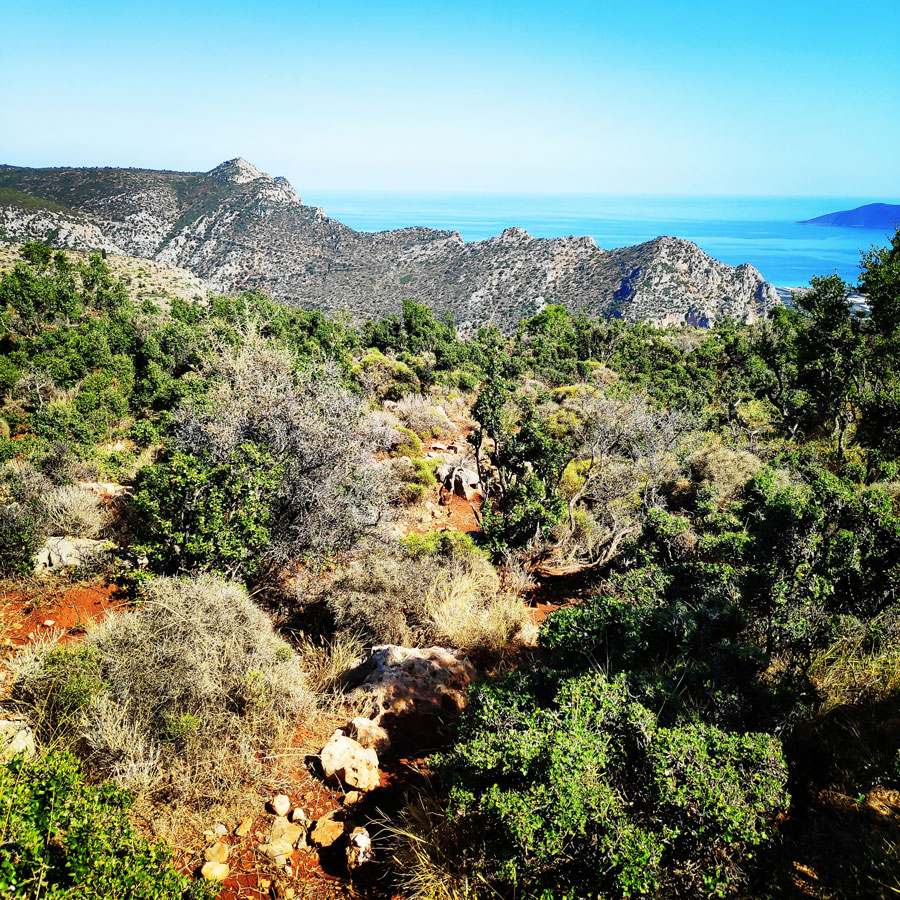 Climbing_Leonidio_Mignonette_072746_218