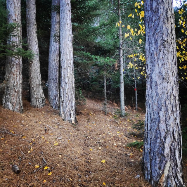 Hiking_Parnonas_Greece_203511_529