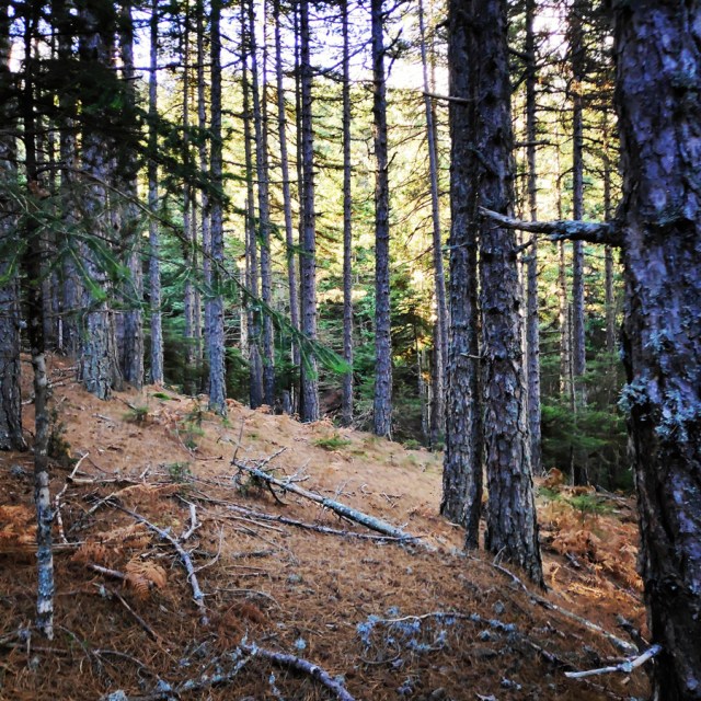 Hiking_Parnonas_Greece_203607_623