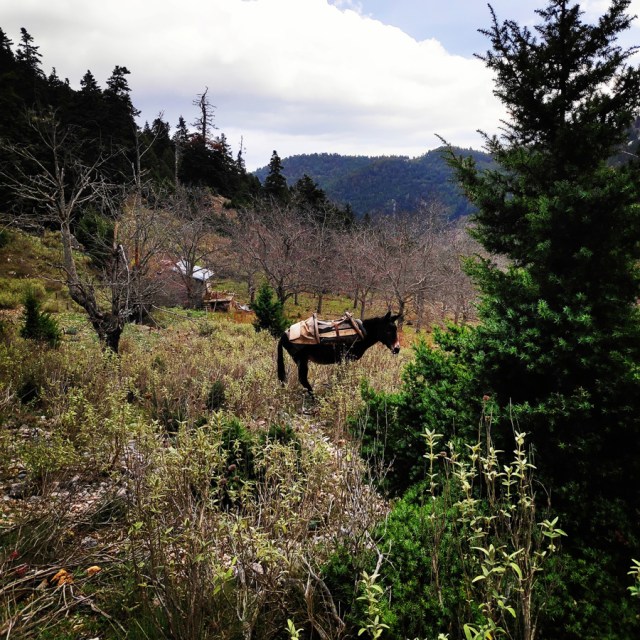 Hiking_Parnonas_Greece_212007_808