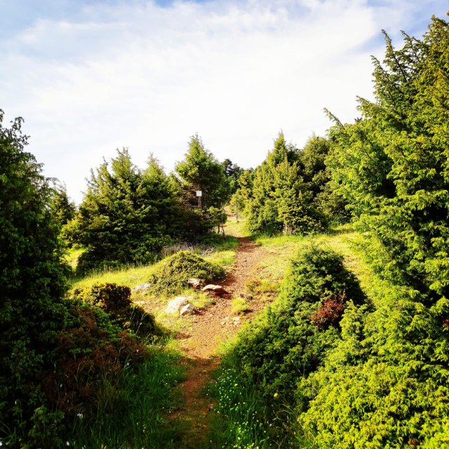 Artemisio_Mountain_Hiking_170600_453