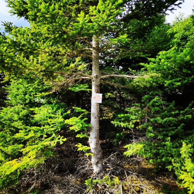 Artemisio_Mountain_Hiking_170647_447