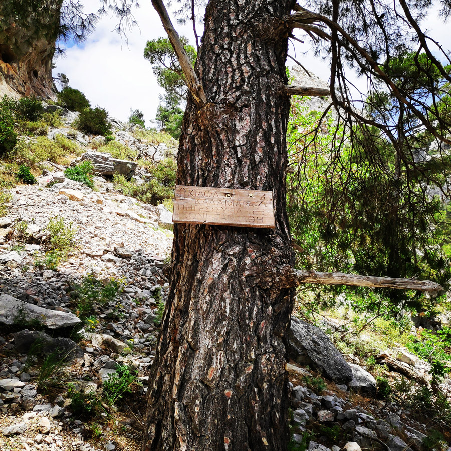 Parnitha_Via_Ferrata_Arma_213759_100