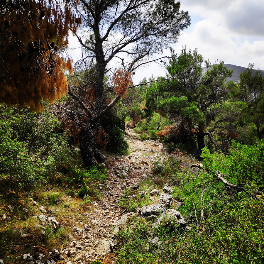 Parnitha_Via_Ferrata_Arma_214105_135