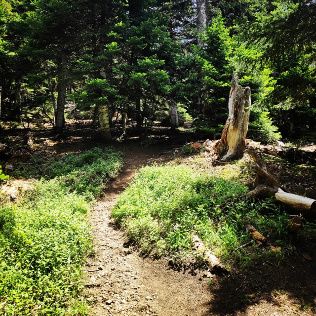 Parnitha_Wildfire_Observation_Station_Skipiza_092739_490