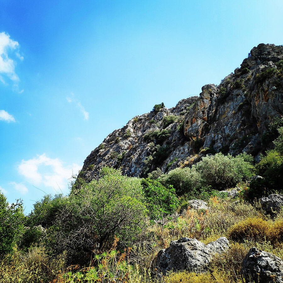 Climbing_Diaberis_Pothos_Profitis_Elias_Asini_163127_784