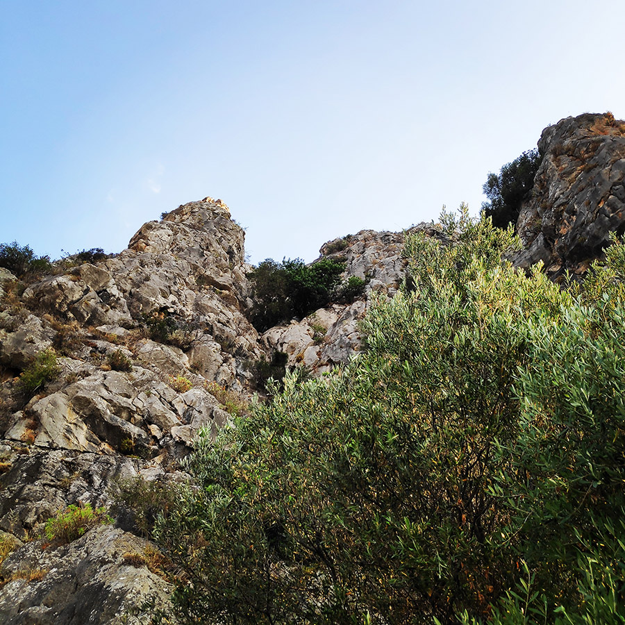 Climbing_Diaberis_Pothos_Profitis_Elias_Asini_163316_562