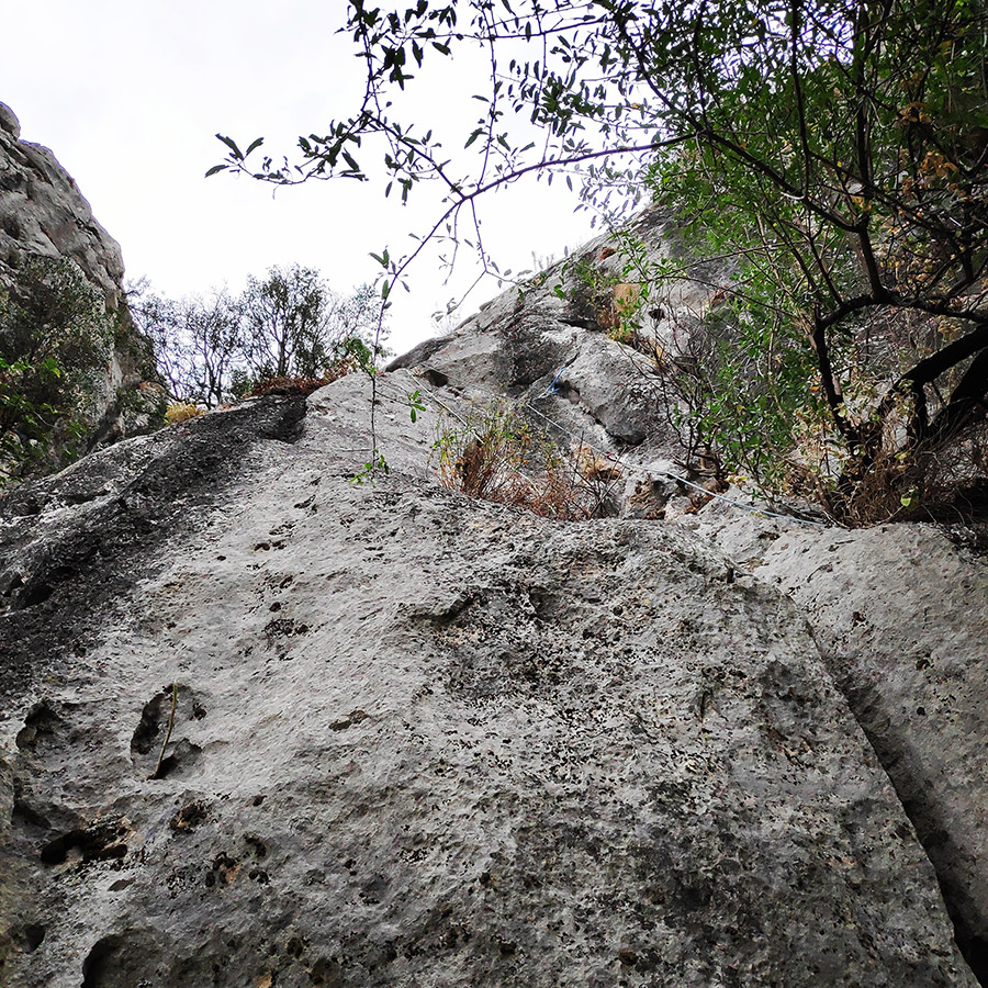 Climbing_Diaberis_Pothos_Profitis_Elias_Asini_225817_716