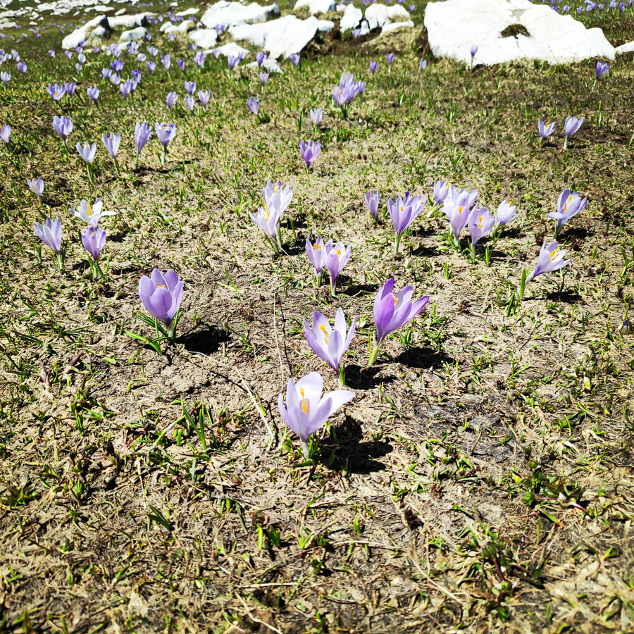 Mount_Tymfi_Pindos_North_Side_Thru-Hike_Part2_Sadi_Migas_Karteros_Pass_Astraka_Refuge_082124_326