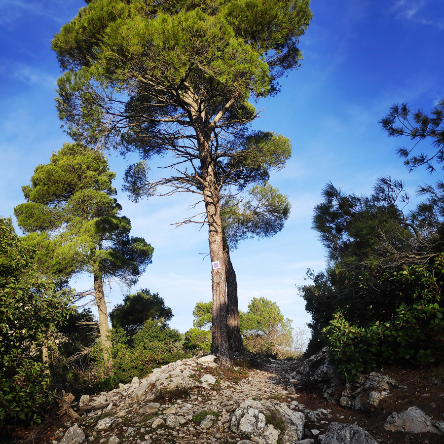 Hiking_West_Parnitha_Moni-Kliston_Panas-Cave_Arma_120737_487