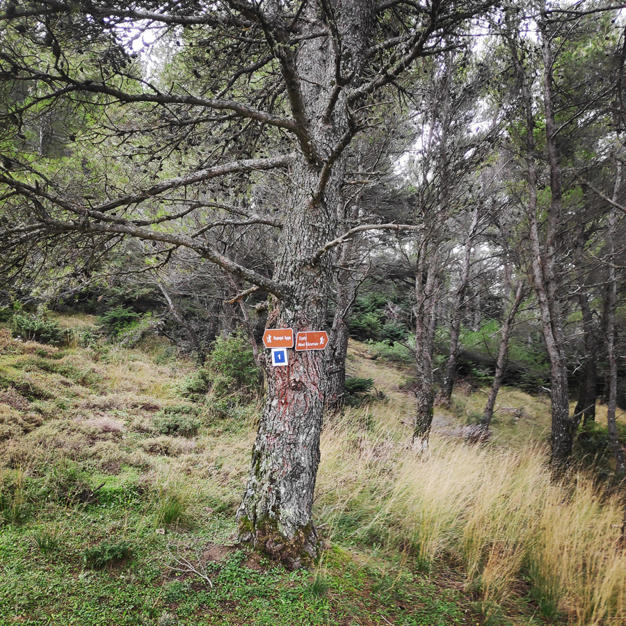 Hiking_West_Parnitha_Moni-Kliston_Panas-Cave_Arma_122835_597