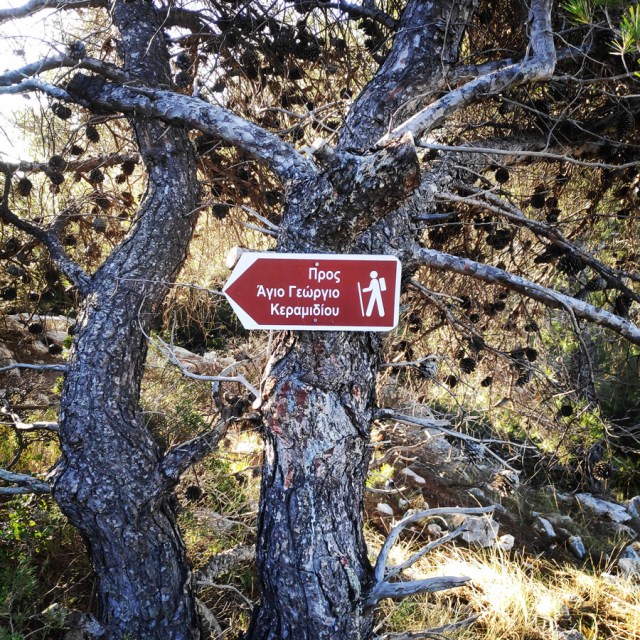 Parntha_Agios_Kiprianos_Koromilia_Tamilthi_Alogopetra_183829_561