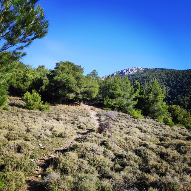 Parntha_Agios_Kiprianos_Koromilia_Tamilthi_Alogopetra_183903_515