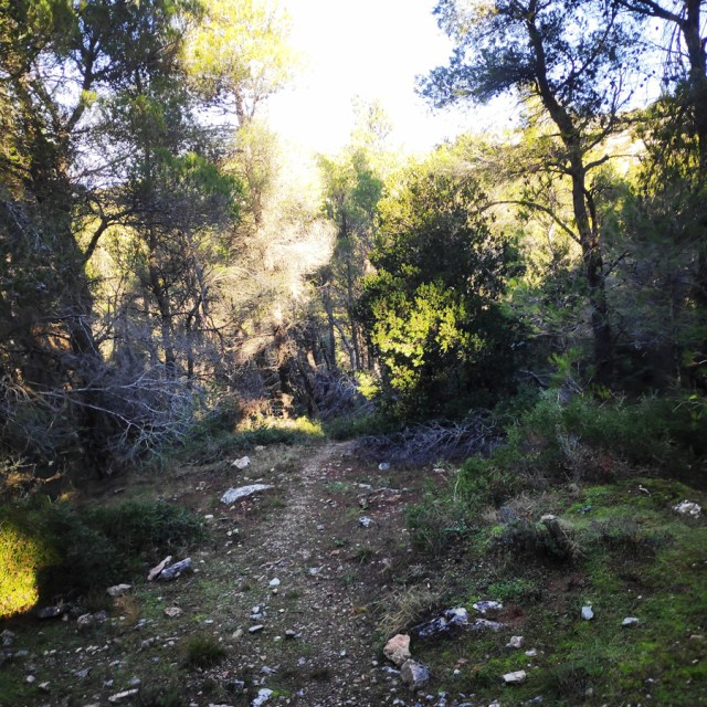 Parntha_Agios_Kiprianos_Koromilia_Tamilthi_Alogopetra_184208_683