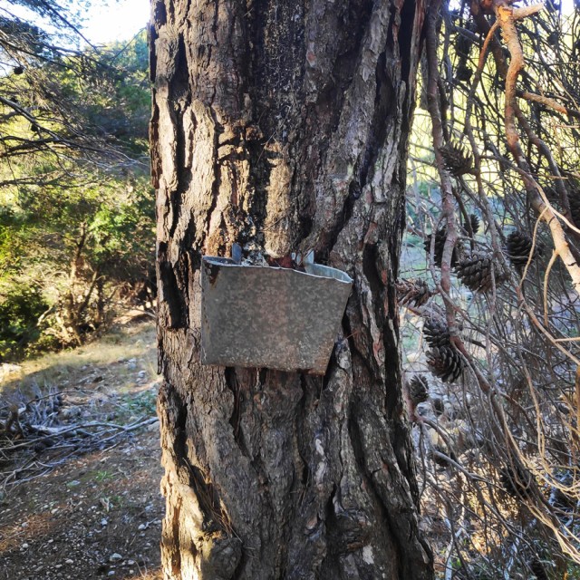 Parntha_Agios_Kiprianos_Koromilia_Tamilthi_Alogopetra_184312_951