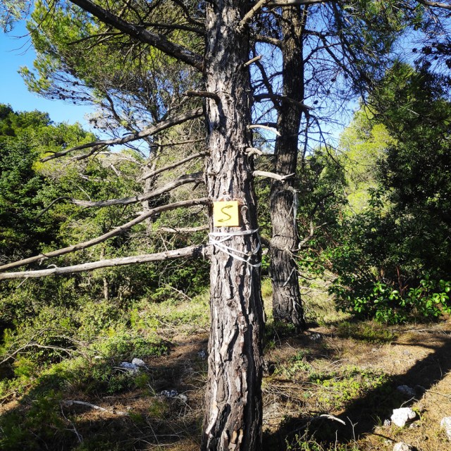 Parntha_Agios_Kiprianos_Koromilia_Tamilthi_Alogopetra_185022_505