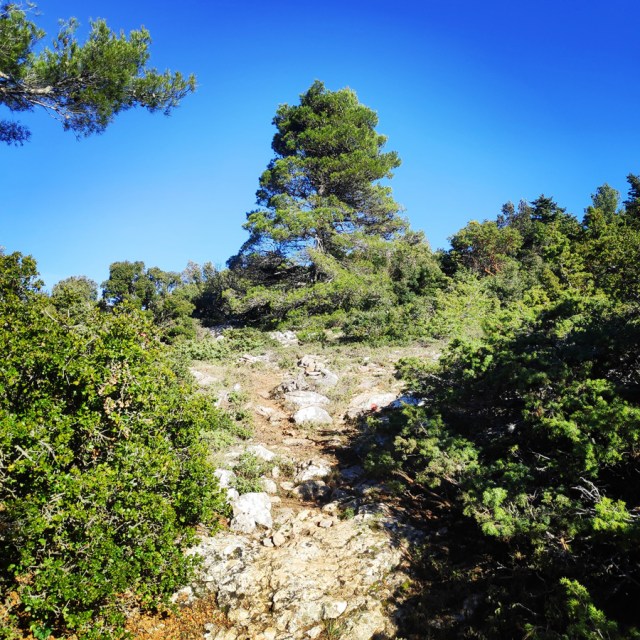 Parntha_Agios_Kiprianos_Koromilia_Tamilthi_Alogopetra_185240_255