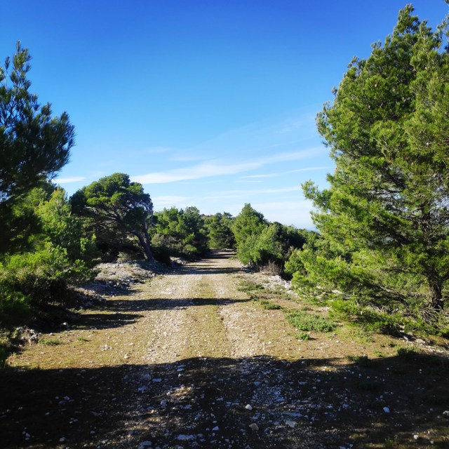 Parntha_Agios_Kiprianos_Koromilia_Tamilthi_Alogopetra_185733_306