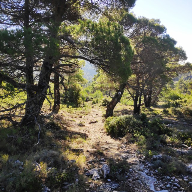 Parntha_Agios_Kiprianos_Koromilia_Tamilthi_Alogopetra_185850_016