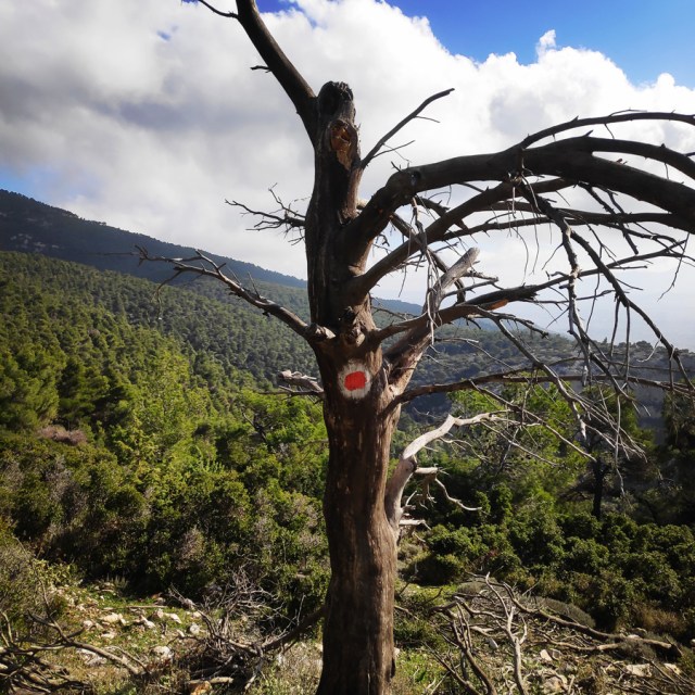 Parntha_Agios_Kiprianos_Koromilia_Tamilthi_Alogopetra_191056_981