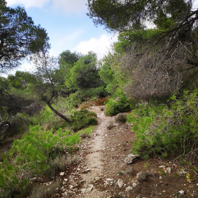 Parntha_Agios_Kiprianos_Koromilia_Tamilthi_Alogopetra_191234_187