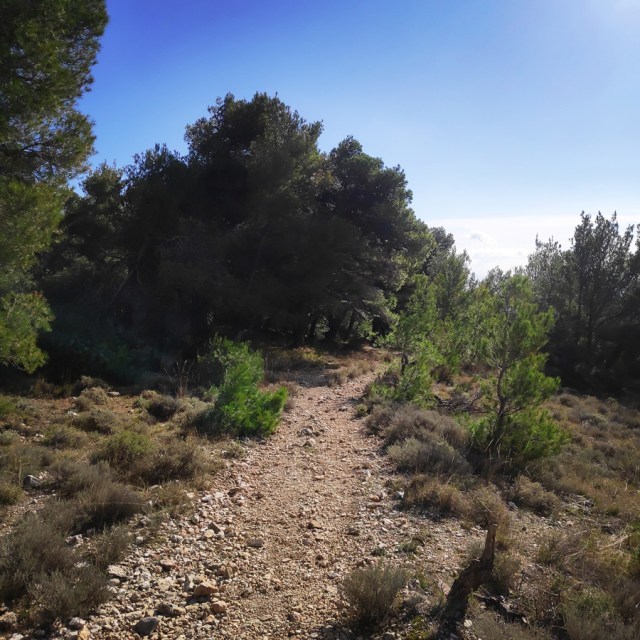 Parntha_Agios_Kiprianos_Koromilia_Tamilthi_Alogopetra_191300_050