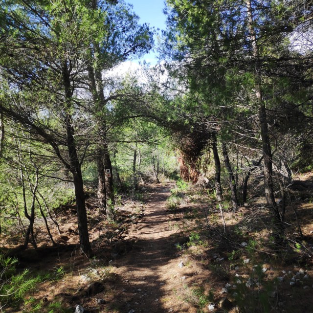 Parntha_Agios_Kiprianos_Koromilia_Tamilthi_Alogopetra_191325_305