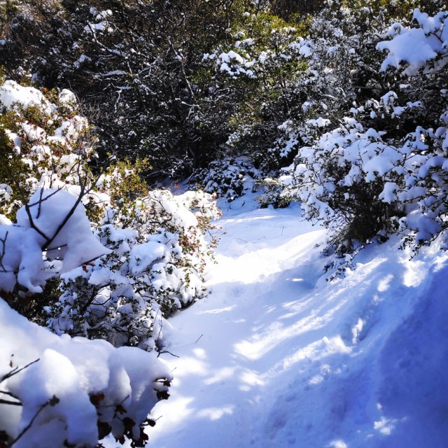 Winter_Mountaineering_Ortholithi_Monsters_or_the_Wind_144131_979