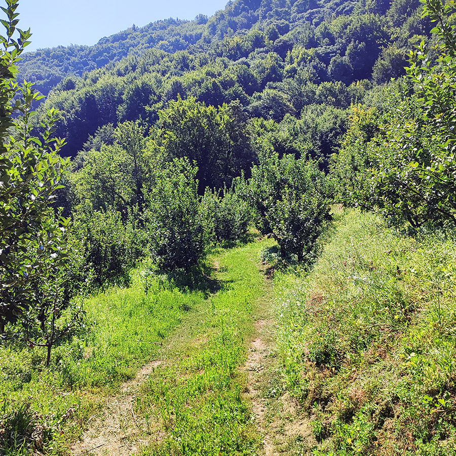 Hiking_Poros_Stream_Waterfall_Makrirachi_Pelion_16