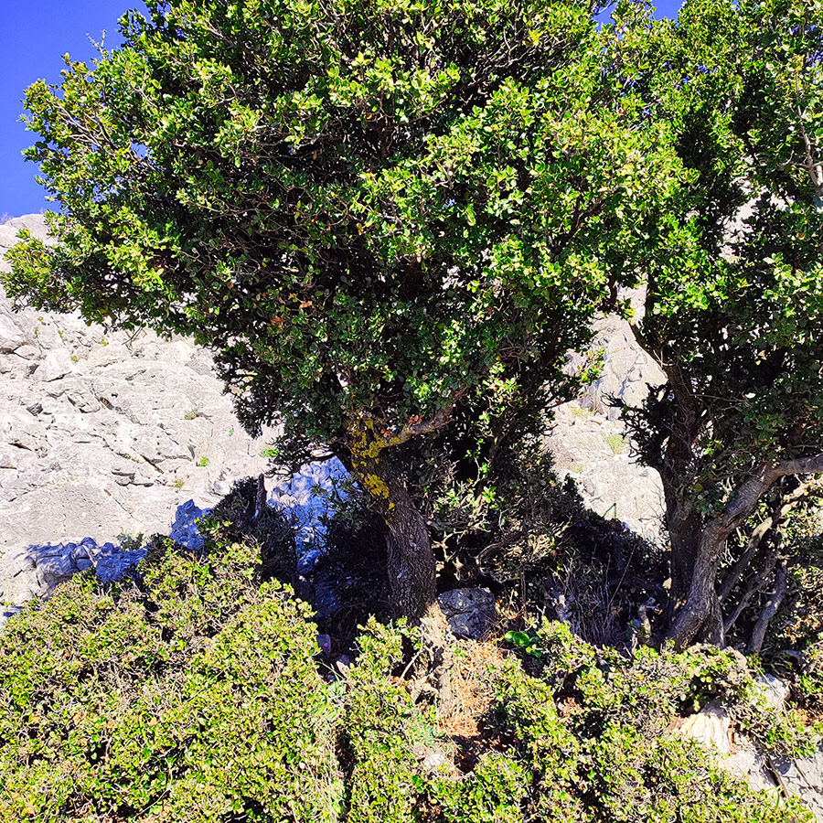 La_Vita_e_Bella_Arma_Parnitha_Attica_35