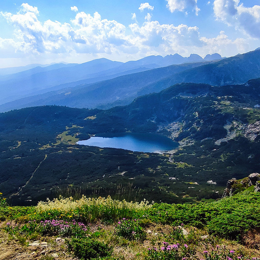 Alpine wildflowers in front of one of the Seven Rila Lakes.
