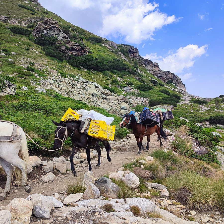 Pack horses carrying supplies along the mountain trail to the Seven Rila Lakes.