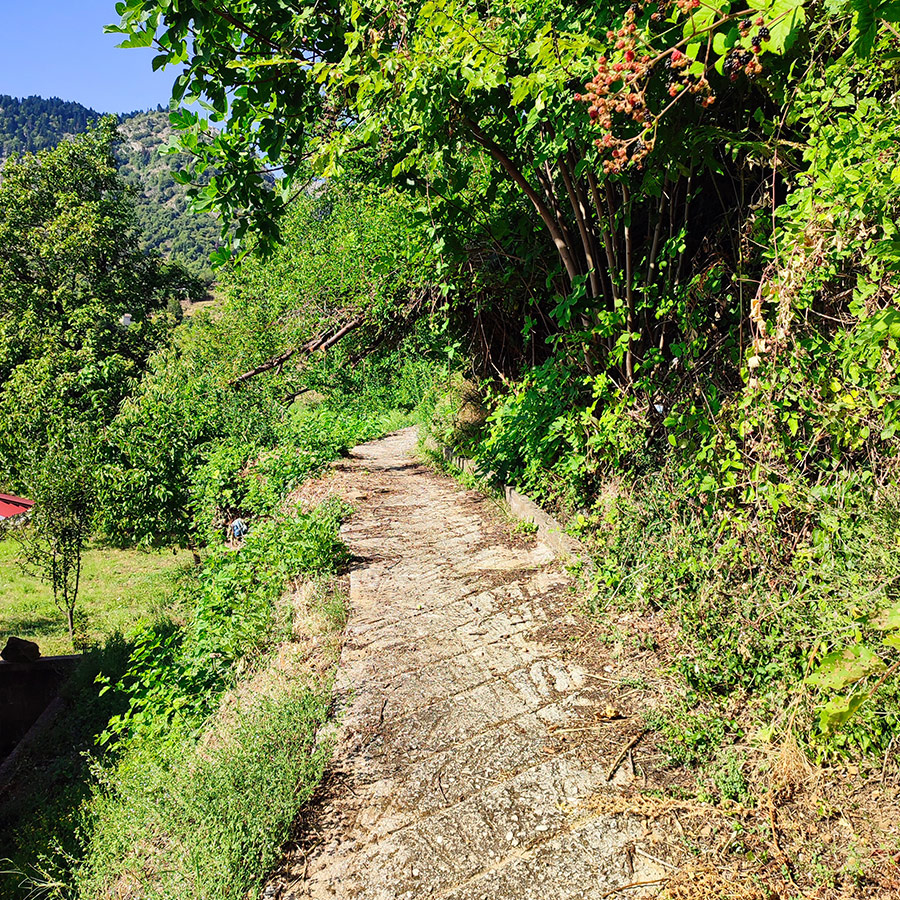 Hiking path surrounded by greenery in Anthochori village, trail to Anthochori Waterfall, Agrafa