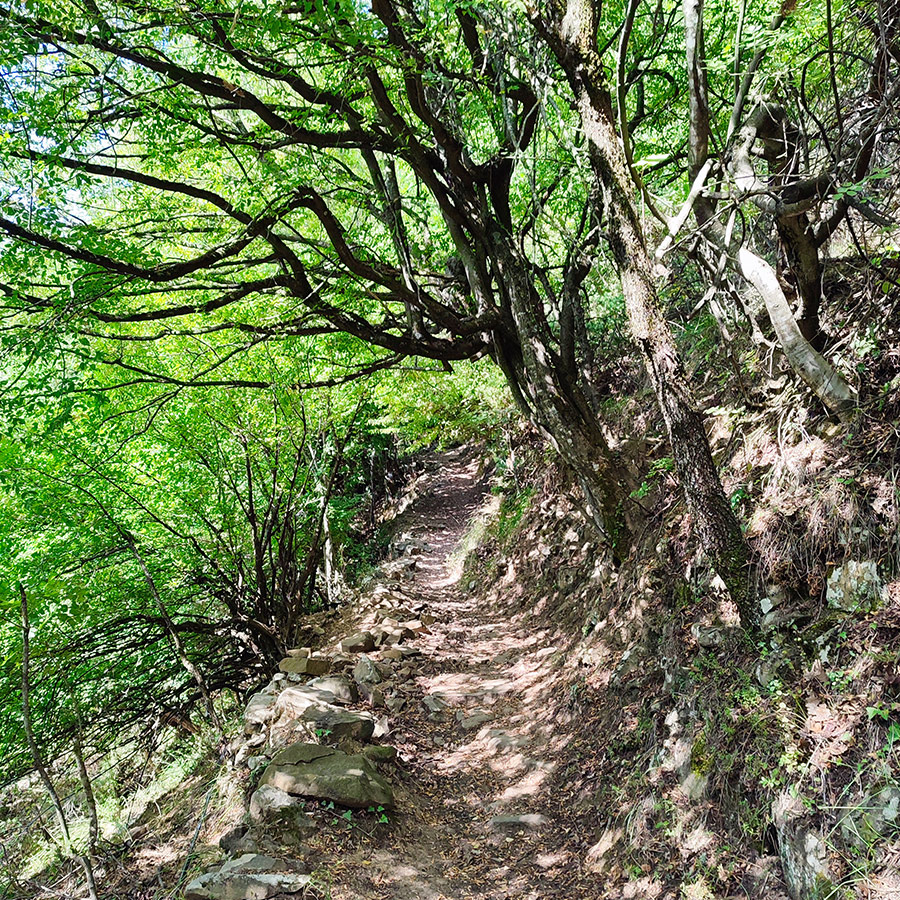 Forest hiking trail with stone borders in Anthochori, route to Anthochori Waterfall, Agrafa, Greece