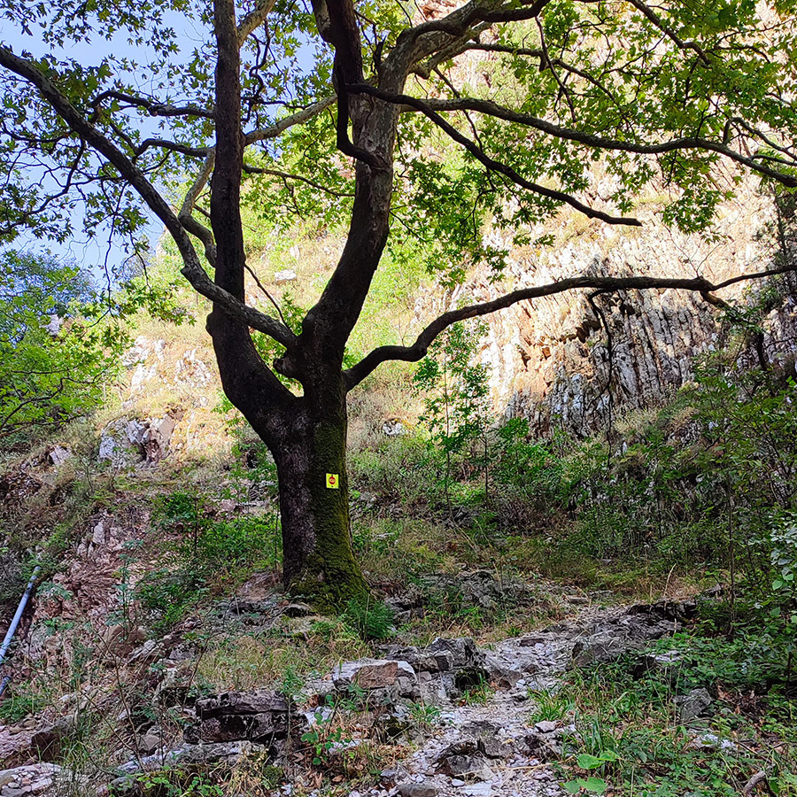 Hiking trail under a large tree with trail marker on the way to Anthochori Waterfall, Agrafa, Greece