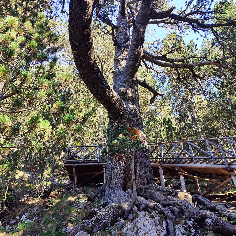 Baykusheva Mura, the 1,300-year-old Bosnian pine tree in Pirin Mountains, Bulgaria.