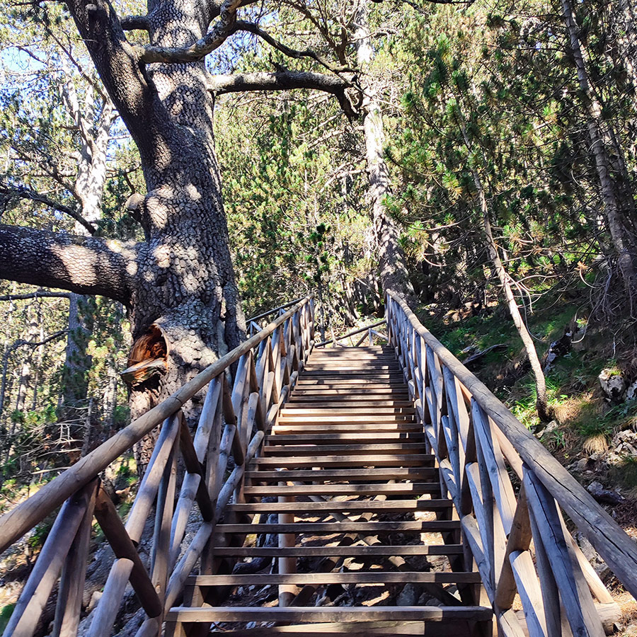 Wooden staircase leading past ancient pine trees on the way to Baykusheva Mura in Pirin Mountains.