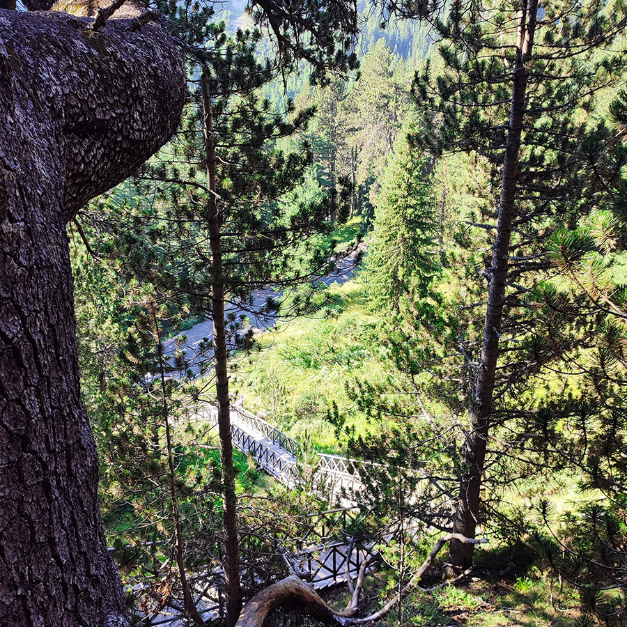 View of wooden hiking pathways to Baykusheva Mura from above in Pirin National Park.