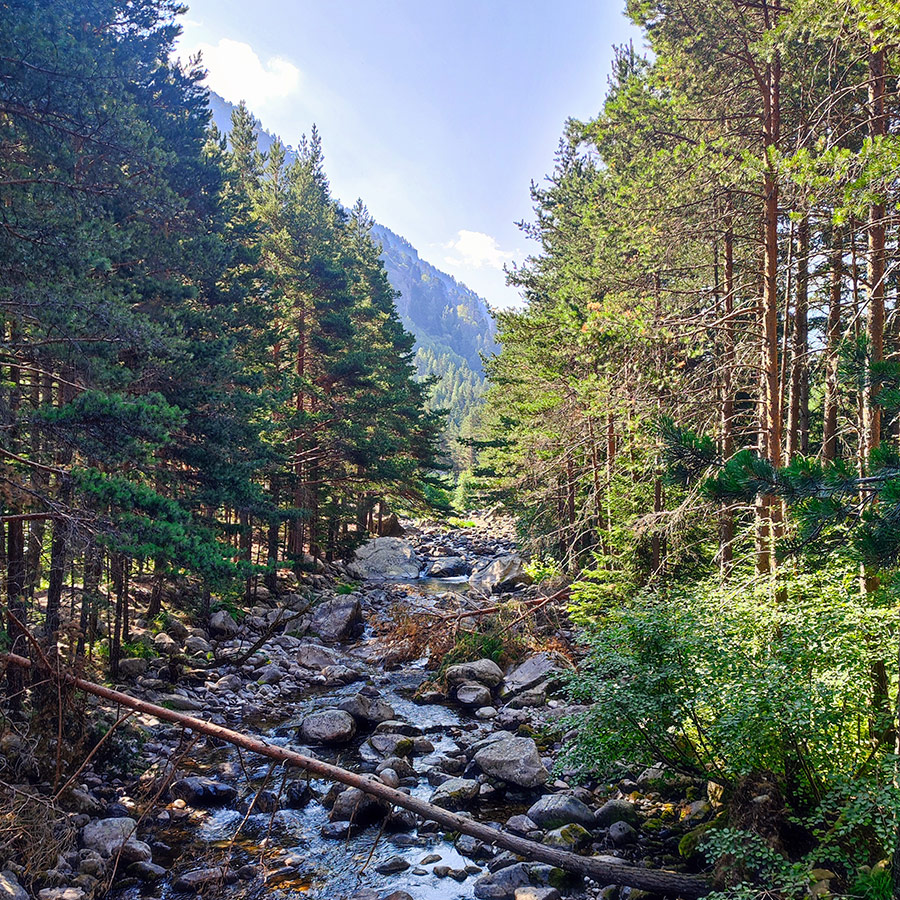 Mountain river flowing through pine forest along the Beli Iskar Eco Trail in Rila Mountain.