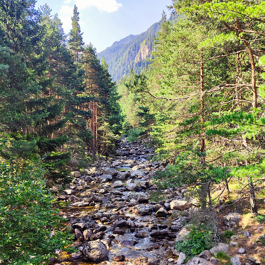Mountain stream running through pine forest on the Beli Iskar Eco Trail in Bulgaria.