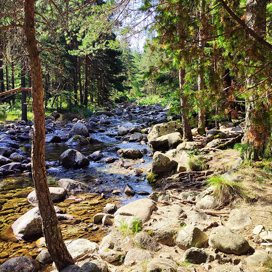 Mountain stream flowing over boulders in the forest on the Beli Iskar Eco Trail.