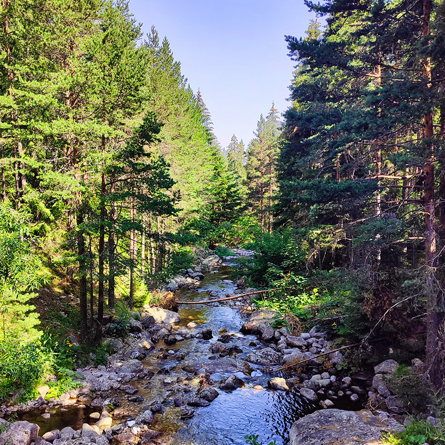 Mountain stream with rocks and pine trees on the Beli Iskar Eco Trail
