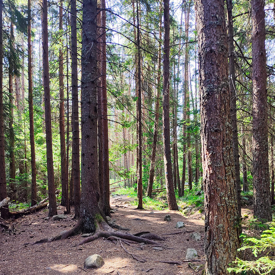 Forest hiking trail surrounded by tall pine trees on the Beli Iskar Eco Trail