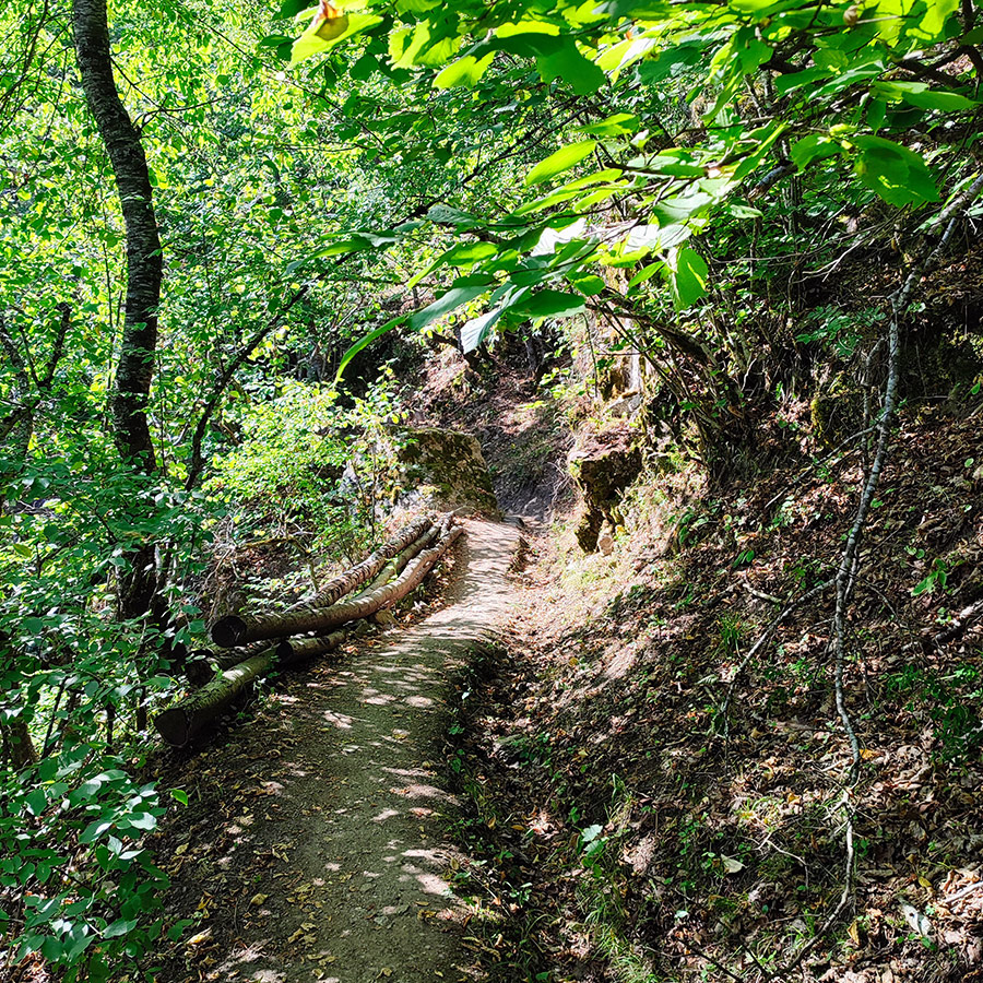 Shaded forest trail with logs along the path to Saint Nicholas Waterfall near Bansko, Bulgaria.