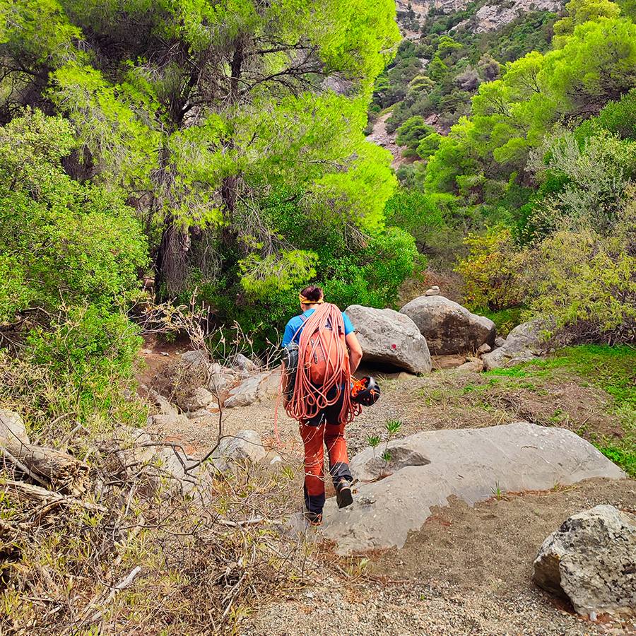 Climber walking through lush pine forest toward the start of Asterope multi-pitch route on Pleiades Crag.