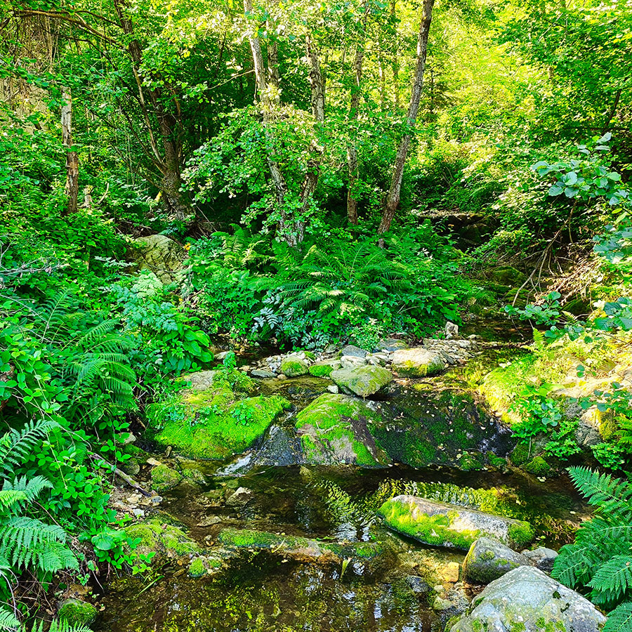 Moss covered mountain stream in Pelister National Park near Vistinski Vir