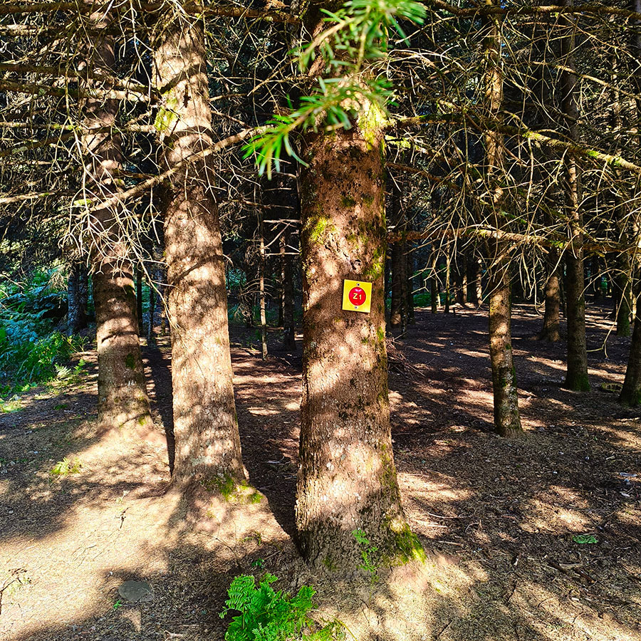 Z1 hiking trail marker attached to a fir tree on the route to Voulgara Peak in Agrafa.